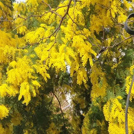 El Giardino Delle Rose..... Apartment